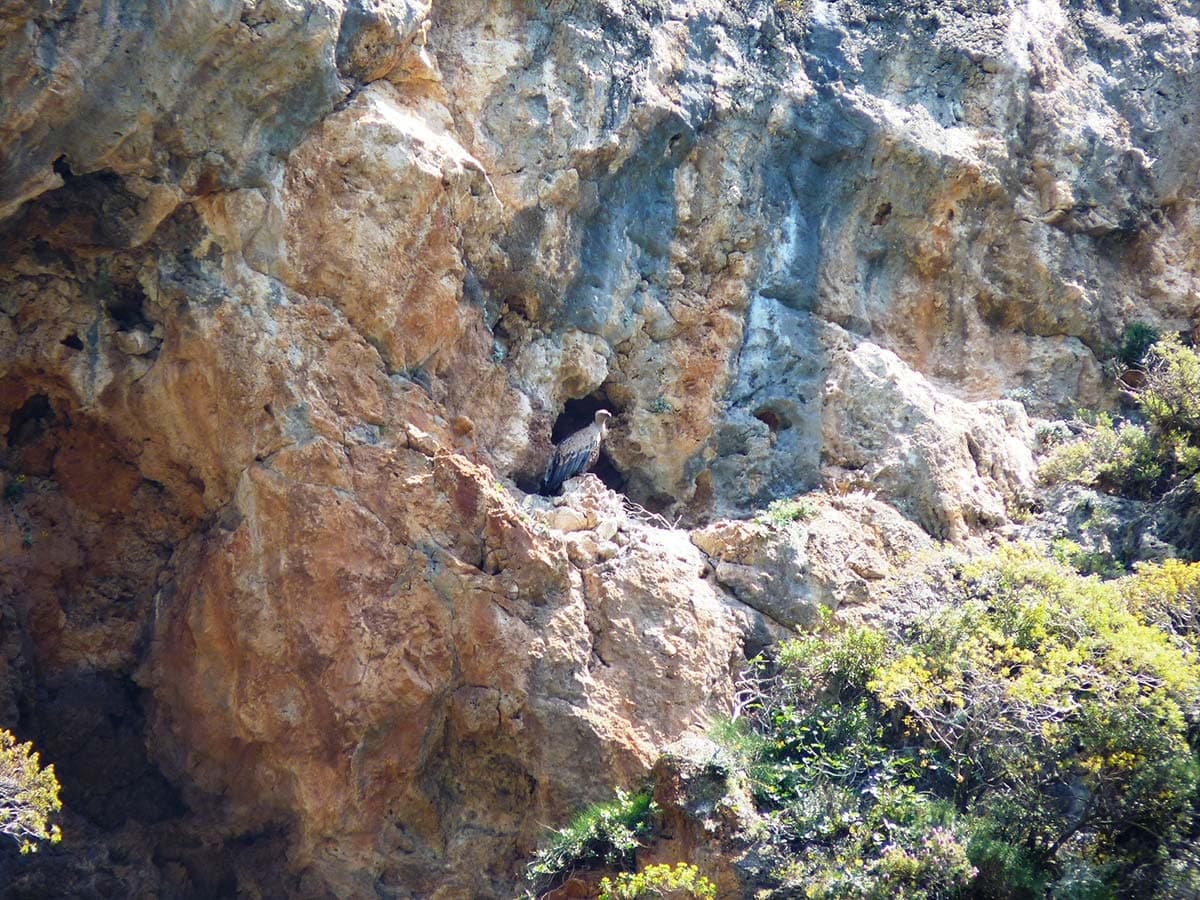 Sirikari Gorge Dramatic Hike & Vulture Watching in Greece