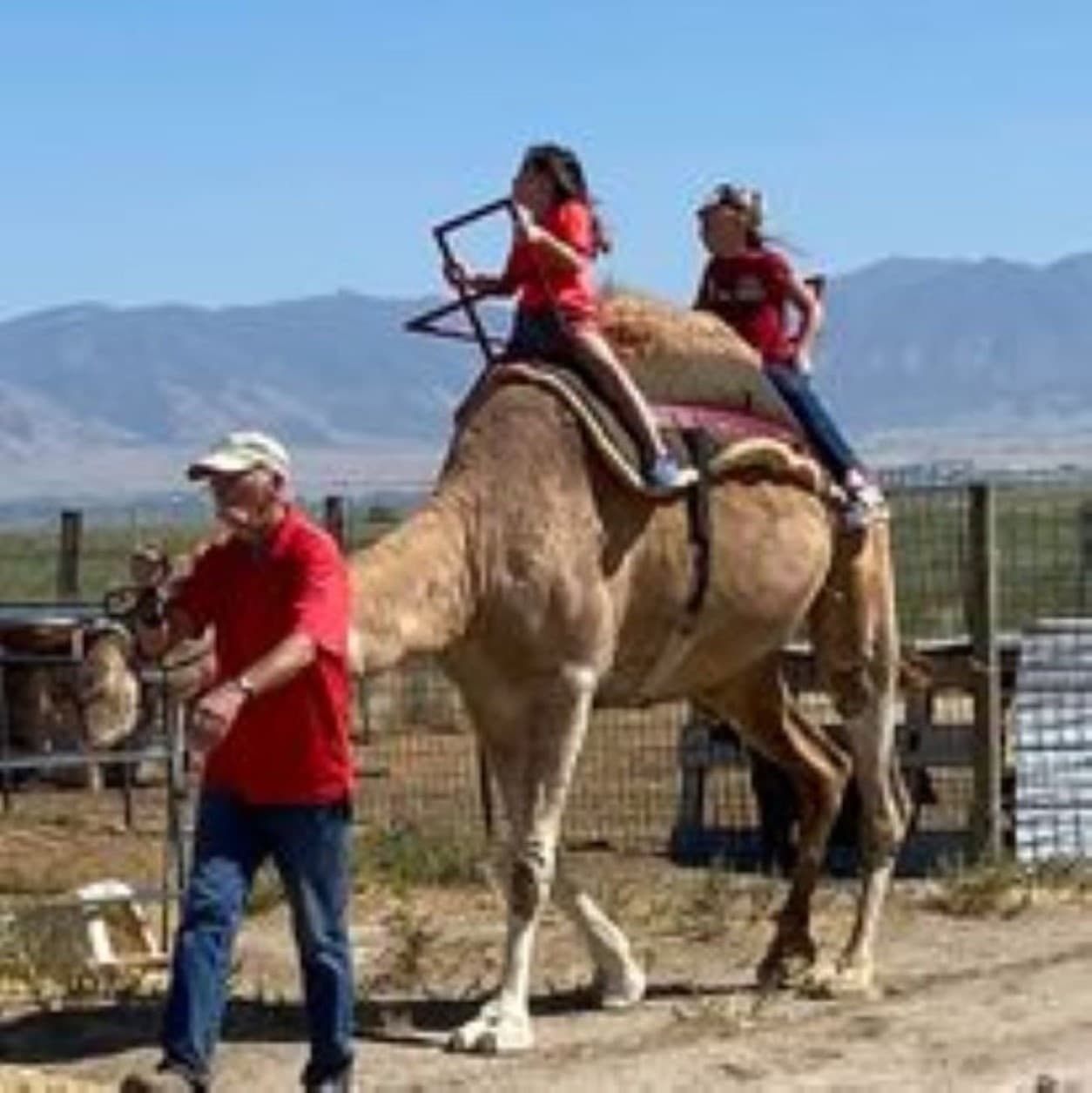 Camel Rental in Woods Cross — Utah Petting Zoo Camels for Photoshoots, Events & Film