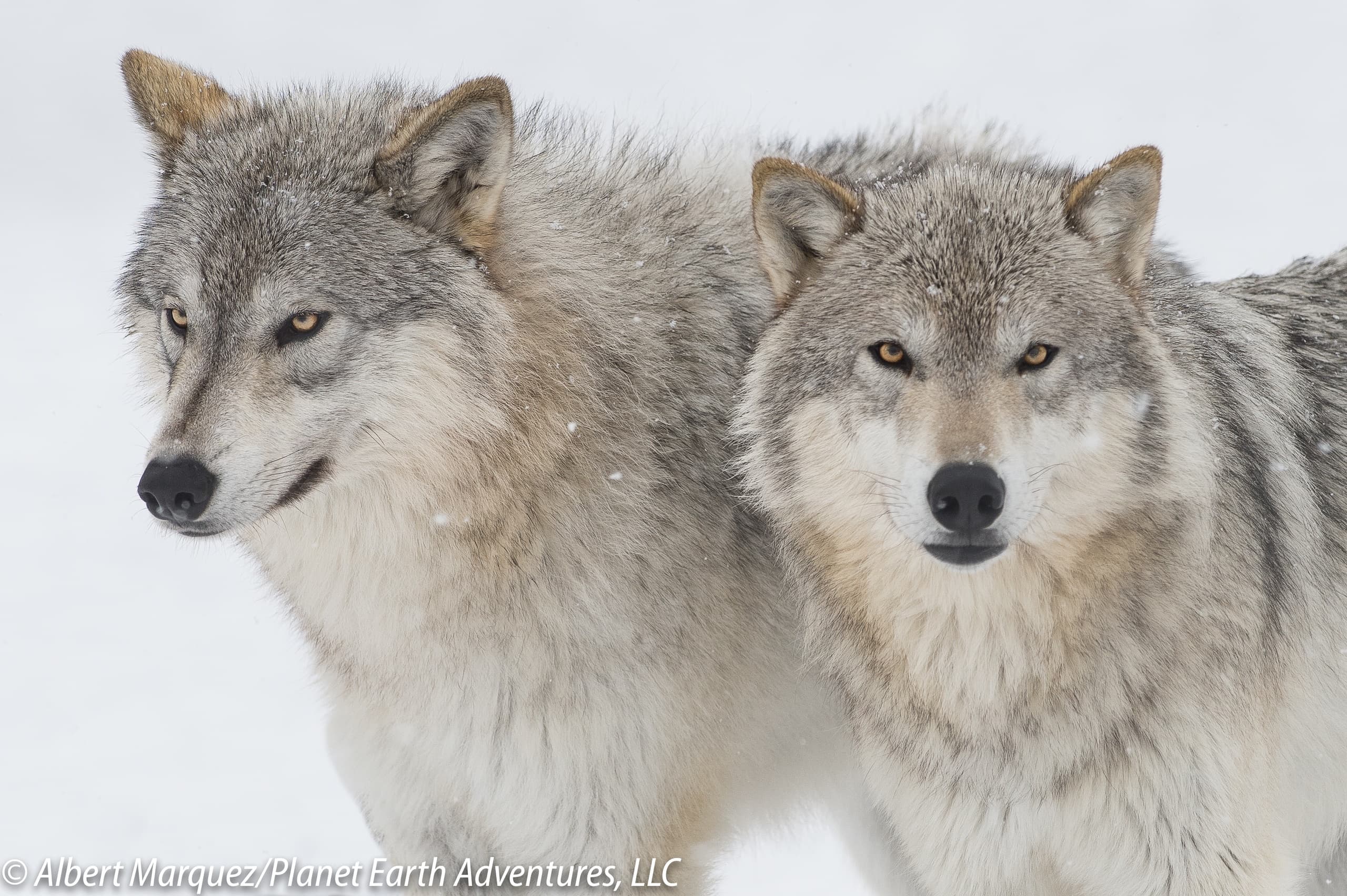 Alaska Wildlife Tour with Planet Earth Adventures in Anchorage