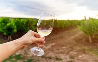 Wine Tours of Sedona fleet