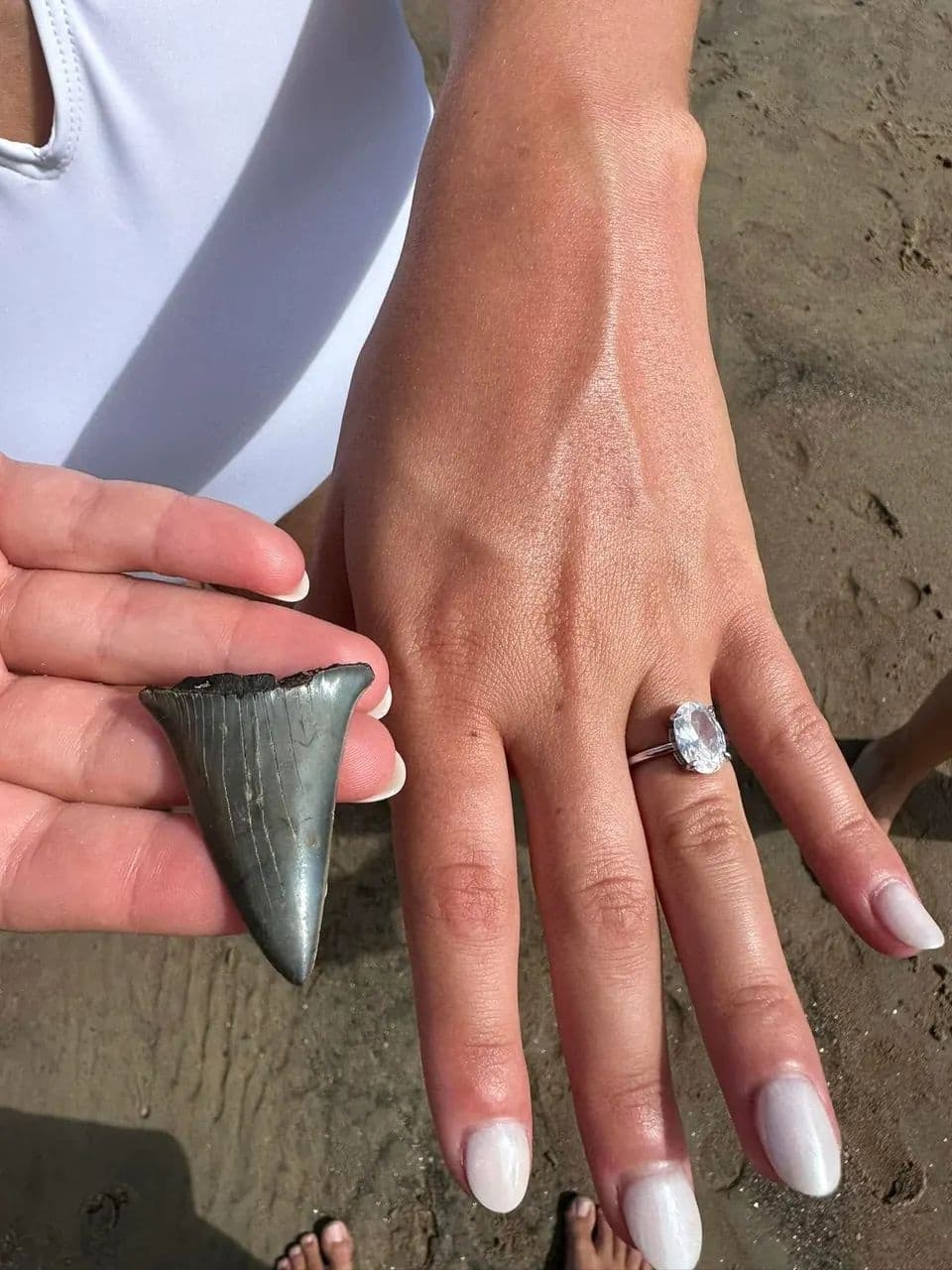 Charleston Shark Tooth & Shelling Tour from Shem Creek — 3-Hour Boat Adventure