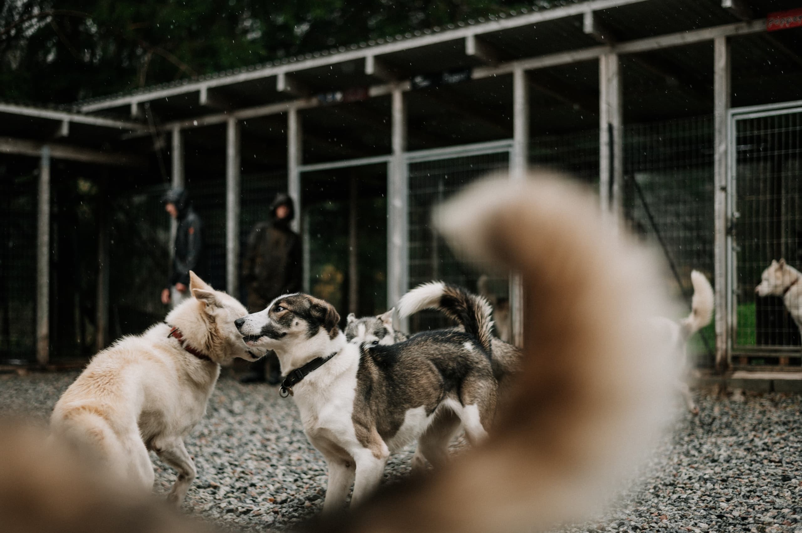 Dog Sledding & Canine Encounters at Sirdal Husky Farm