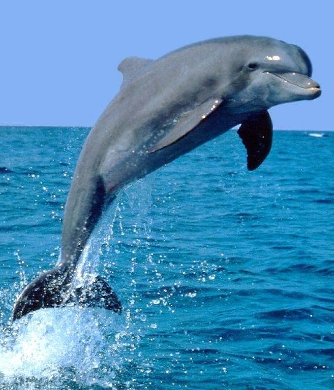 Bottlenose dolphin breaching over turquoise ocean during tour
