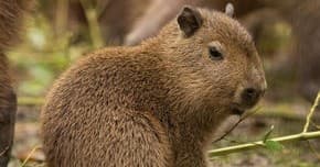 Hands-On Capybara and Kangaroo Encounter in Sevierville: 25-Minute Family Petting Farm