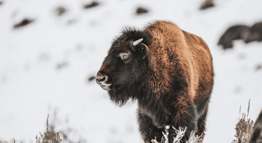 Winter Yellowstone Private Tour with Sage Lodge