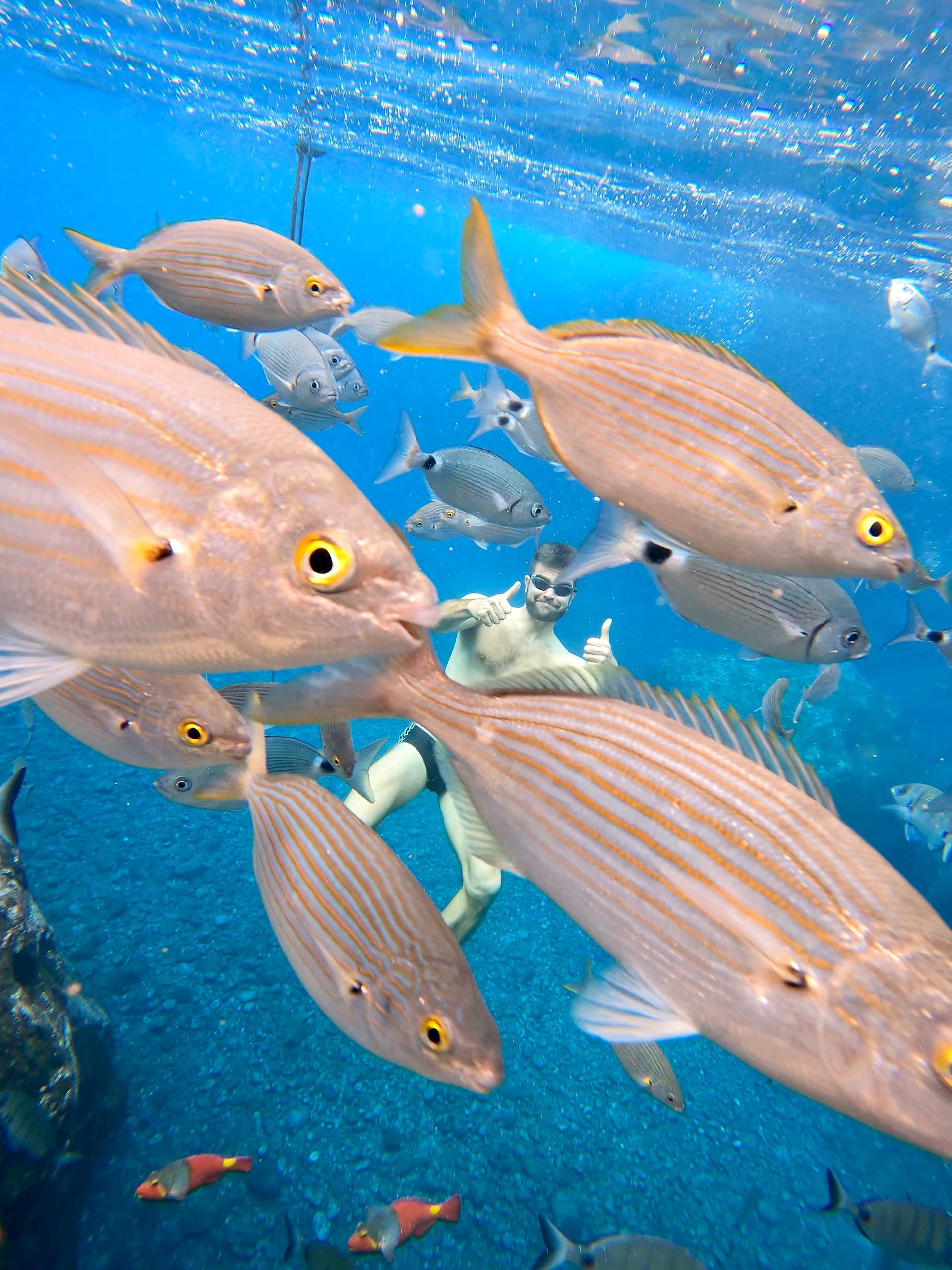 Garajau Swim Tour: Madeira’s Marine Adventure with Swim Together