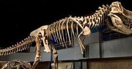 Drumheller Discovery Day Tour: Royal Tyrrell, Hoodoos & Horseshoe Canyon