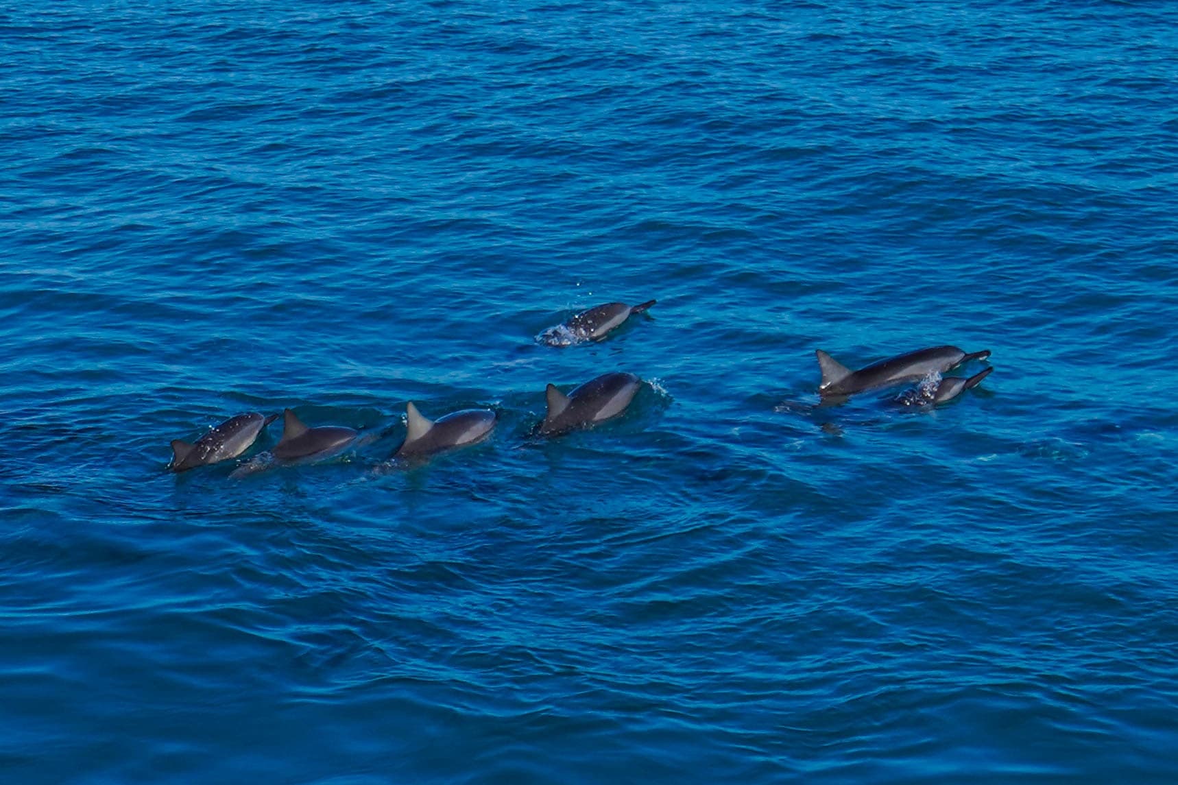 Waianae Coast Catamaran: Swim with Dolphins, Snorkel with Turtles & Waterplay photo 4