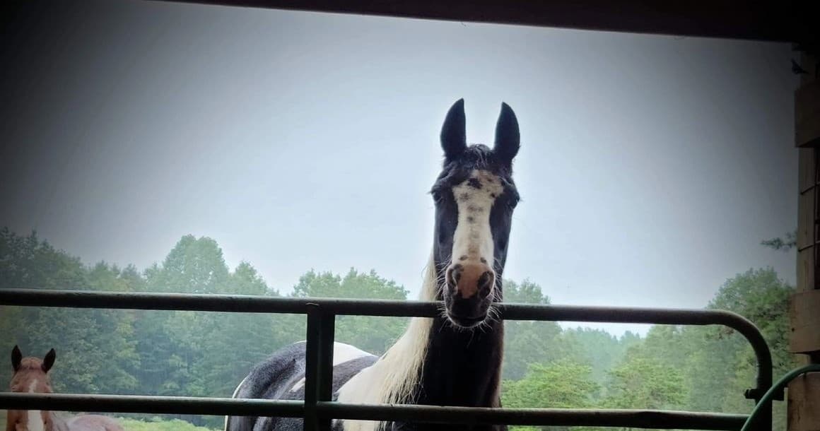 Equestrian Boarding at Holiday Ranch LLC