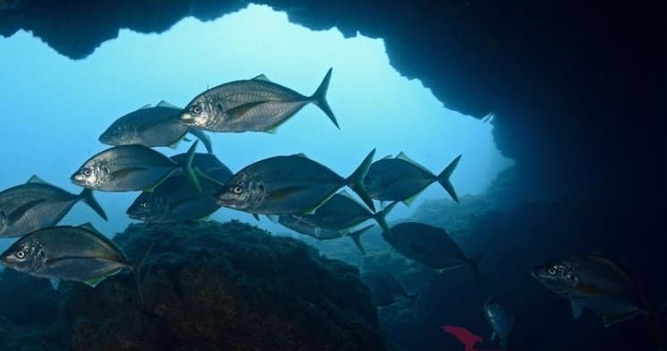 School of jack fish passing through sea cave on reef dive