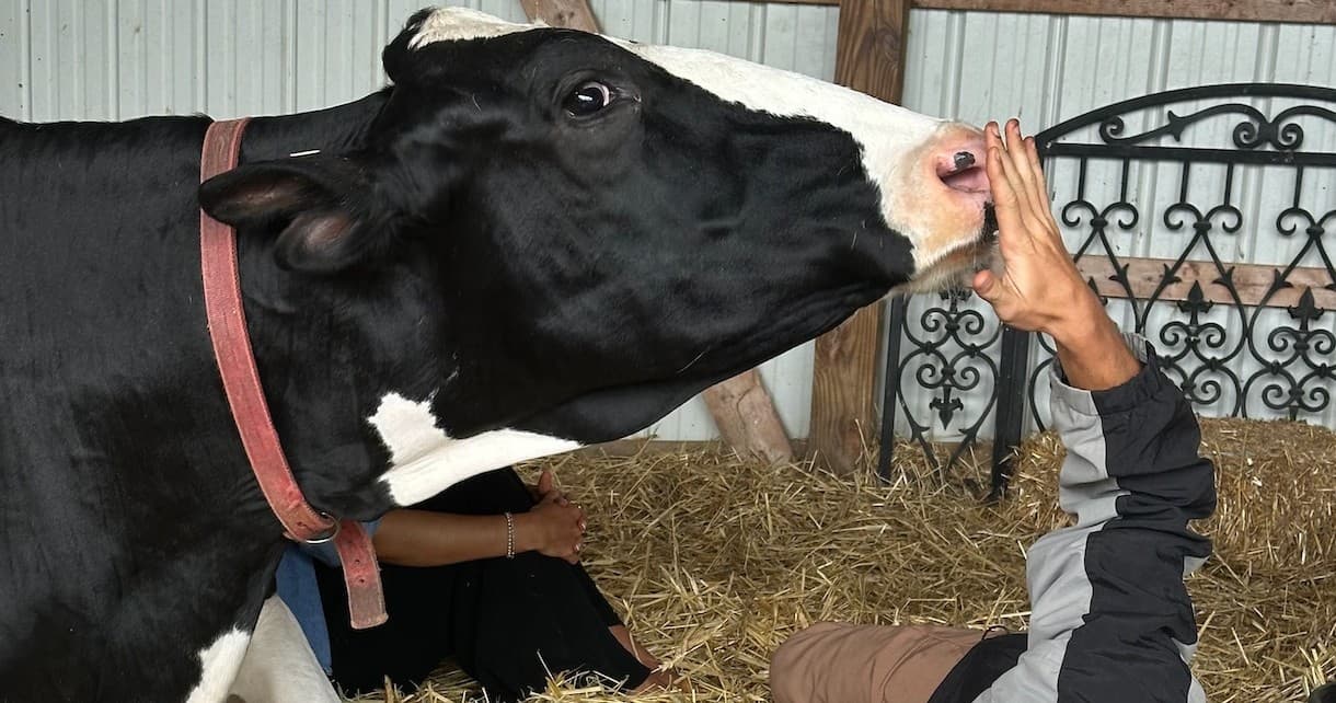 Holstein cow nuzzling visitor's hand in indoor farm stall