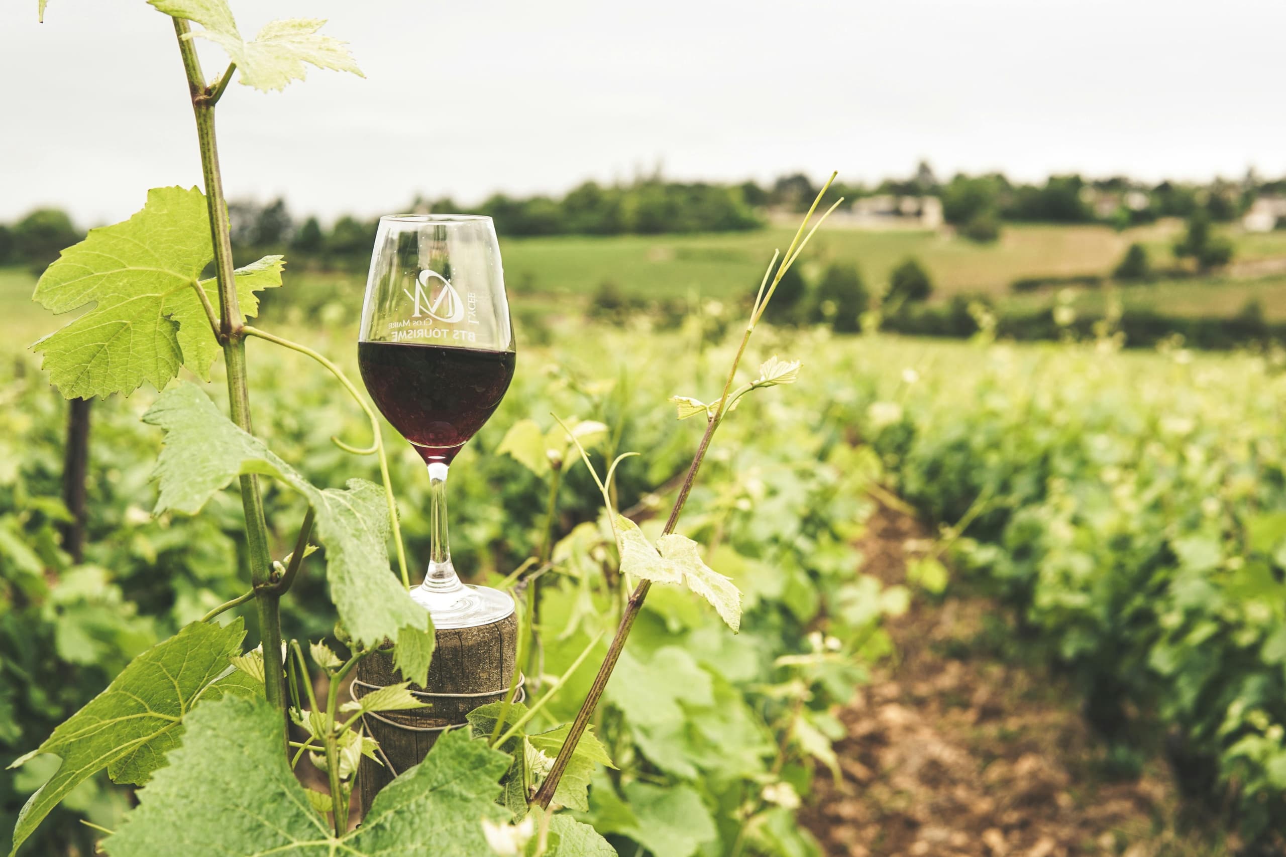 Wine Tasting & Culture Tour - Bullas, Spain