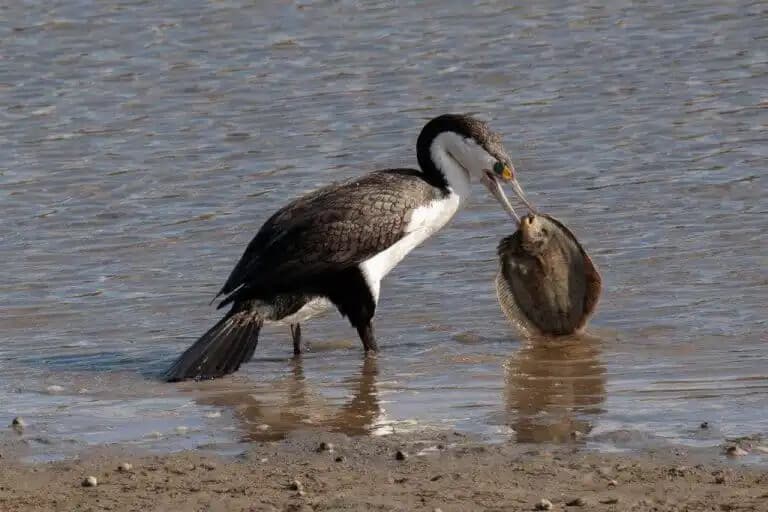 Waikanae Estuary Bird Walk: Guided Two-Hour Shorebird Tour with Mik Peryer photo 4