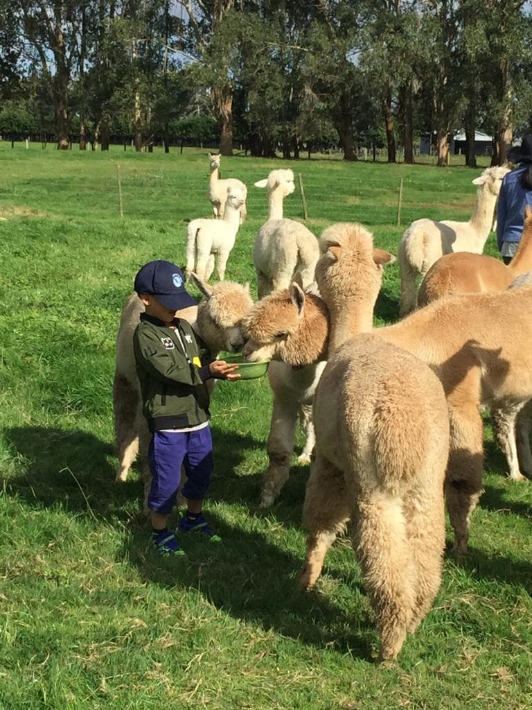 Child feeding alpacas in green pasture on family farm