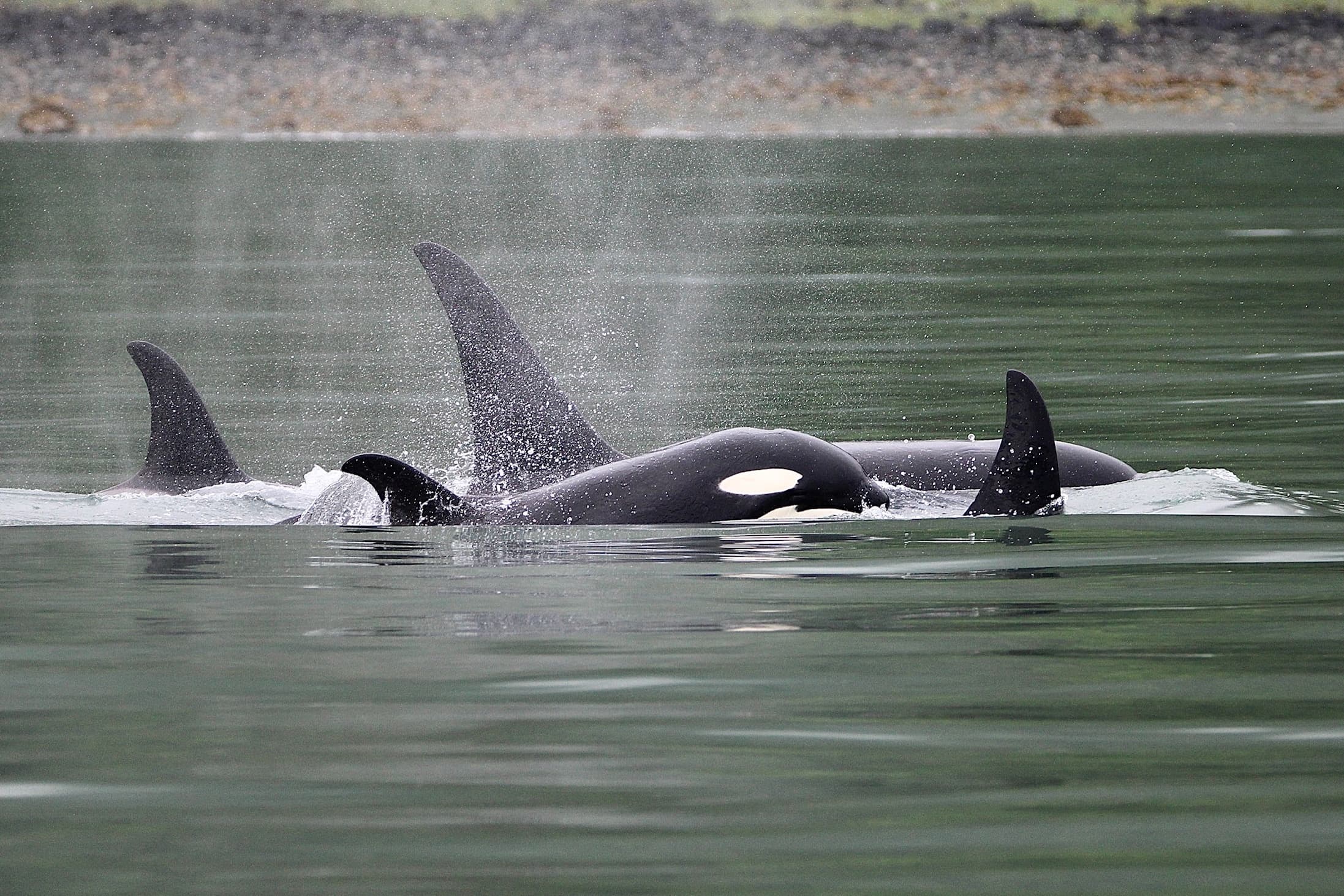 Alaska Salmon Fishing & Whale Watching with Lost in Alaska Adventures