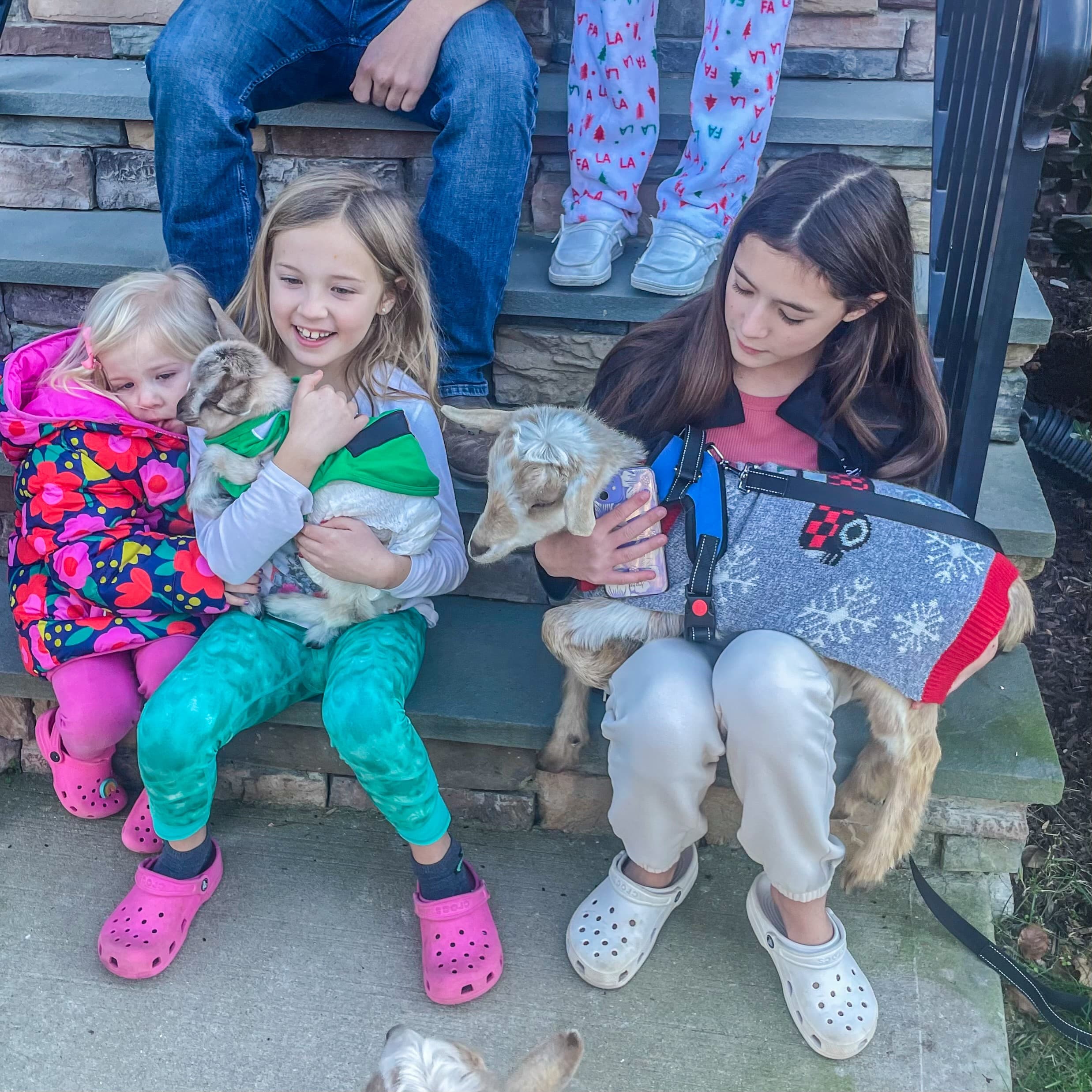 Goat Grams: Adorable Goat Snuggle Experience in Glen Allen, VA