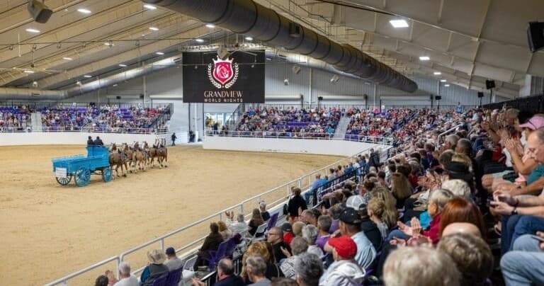 Arena Walk & Live Clydesdale Introduction in Ocala: Behind-the-Scenes Horse Experience