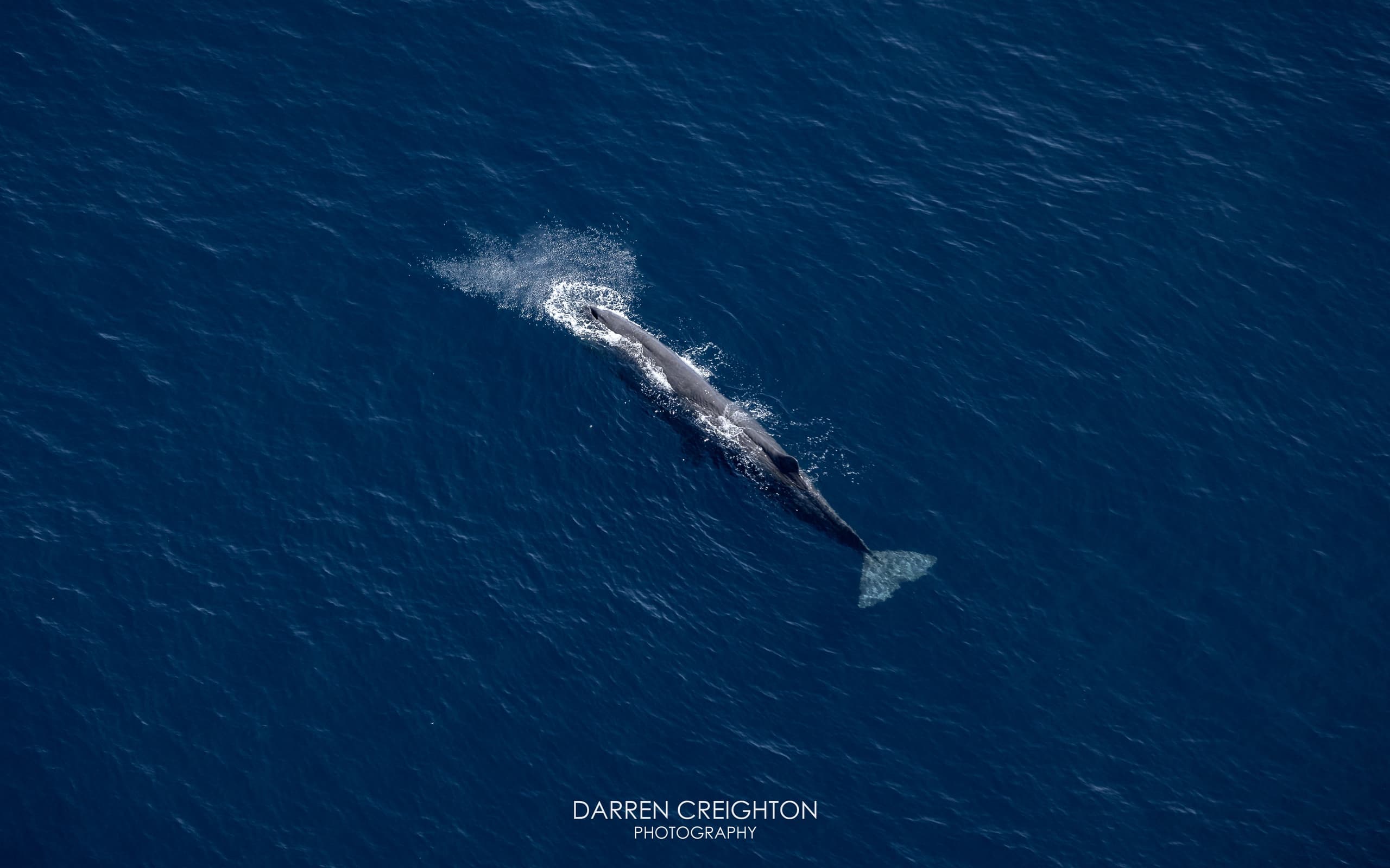 Whale Watching Flights with Air Kaikoura Aero Club