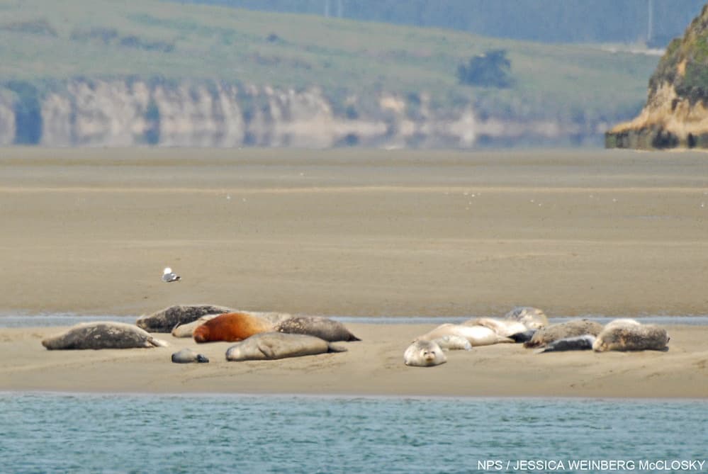 Paddle Drakes Estero: Full-Day Kayak Tour from Inverness, CA photo 3