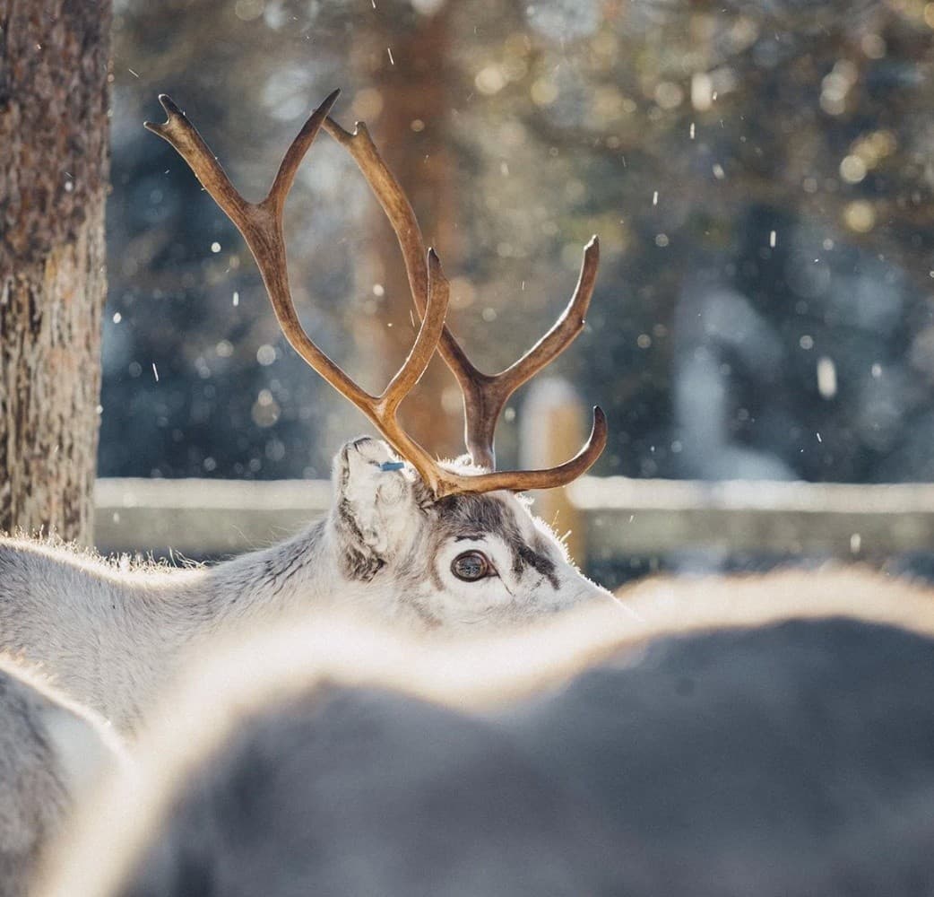 Meet & Feed the Reindeer: Hands-On Reindeer Encounter in Rovaniemi, Lapland