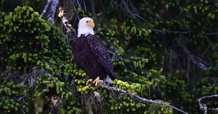 Hood Canal Adventures fleet