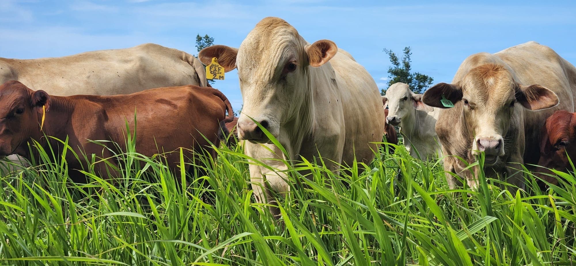 Farm Adventure and Pasture Experience in Dorado