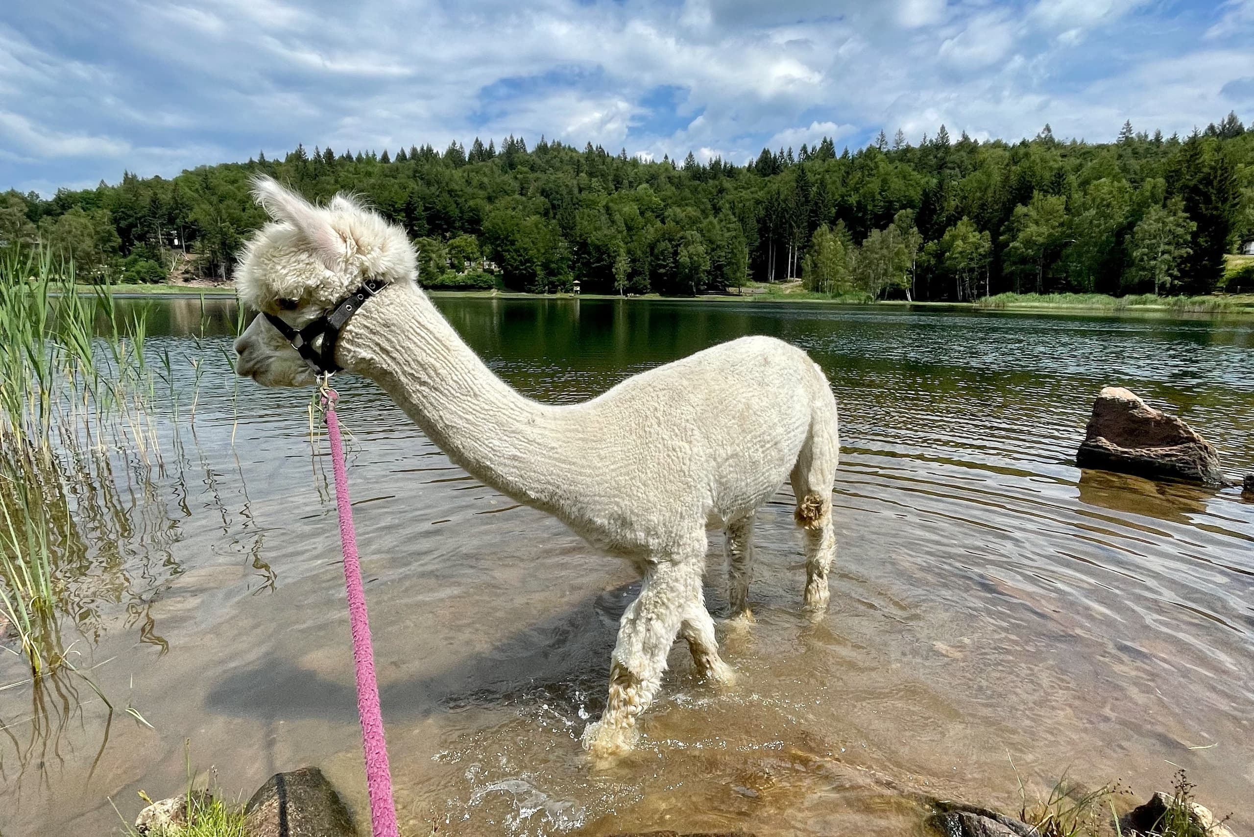 Land Adventures with Alpacas at Lago Santo