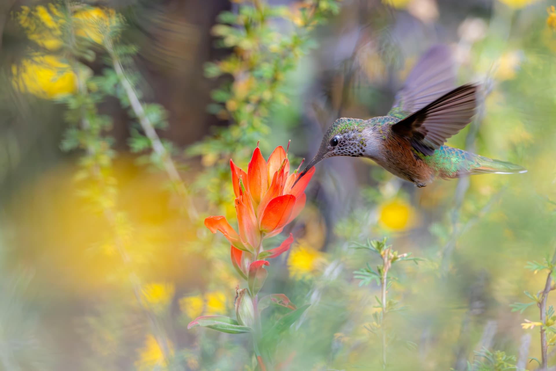 Explore Santa Fe Canyon's Riparian Oasis Hike photo 1