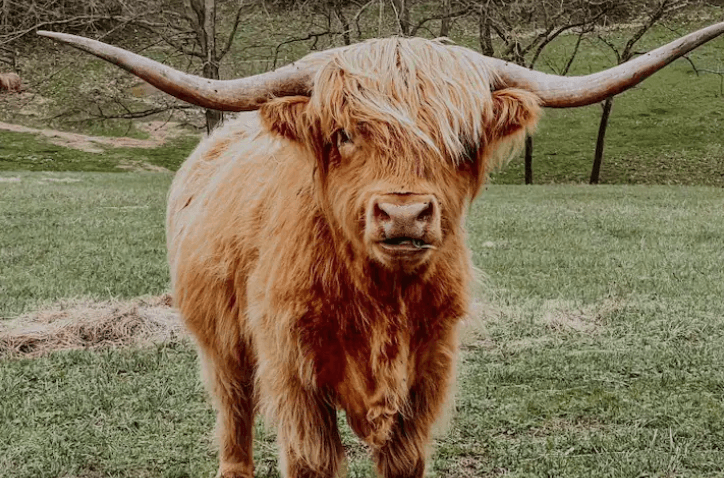Experience Authentic Kentucky Horse Farm Life at Stepping Stone Ranch Airbnb