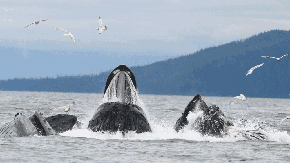 Humpback whales lunge feeding near coastal Alaska, open sea