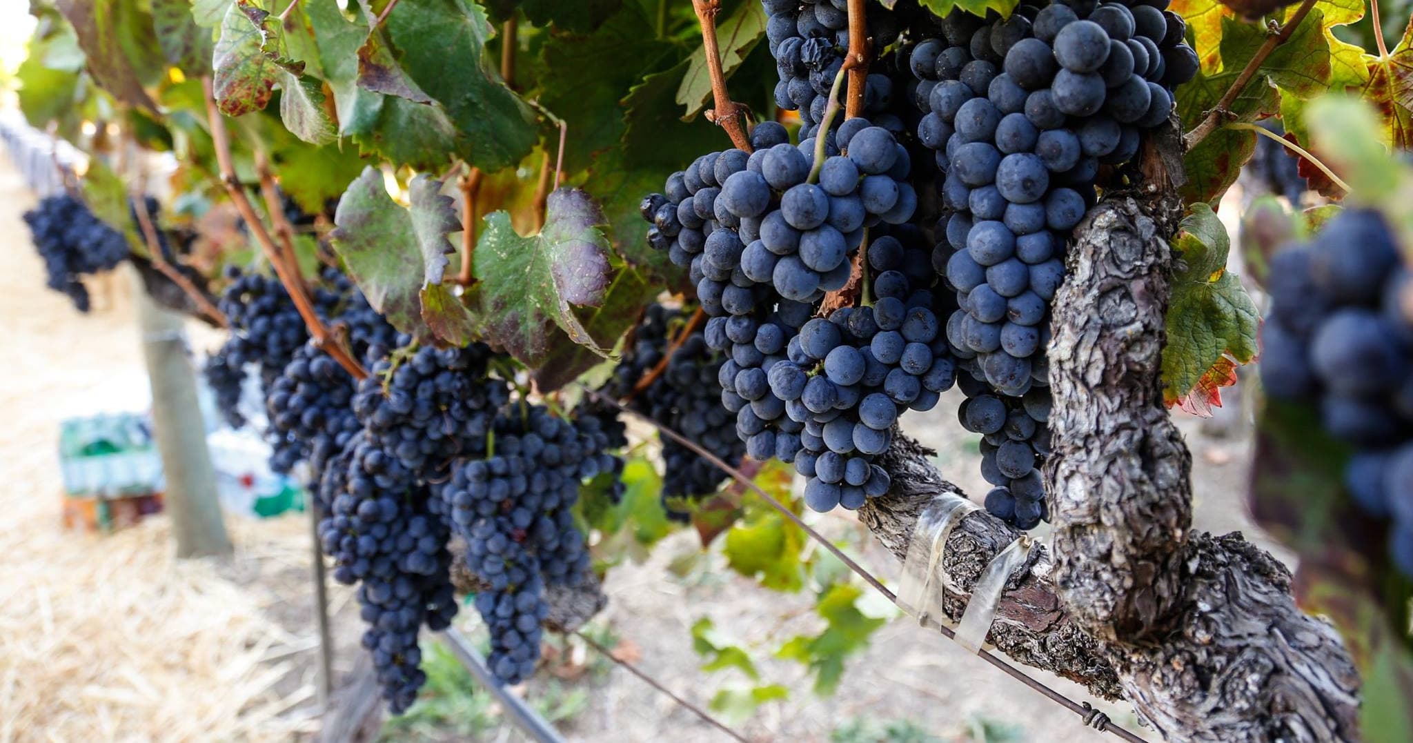 Ripe grape clusters on sunlit vineyard vines during harvest