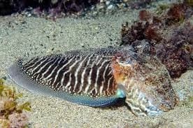 Traditional Cuttlefish Fishing Adventure in Sesimbra’s Arrábida Natural Park