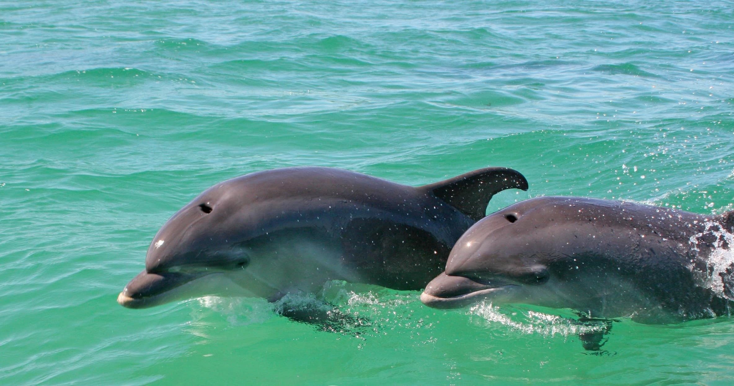 Dolphin Watching in the Wild with ABC Travel in Lisbon