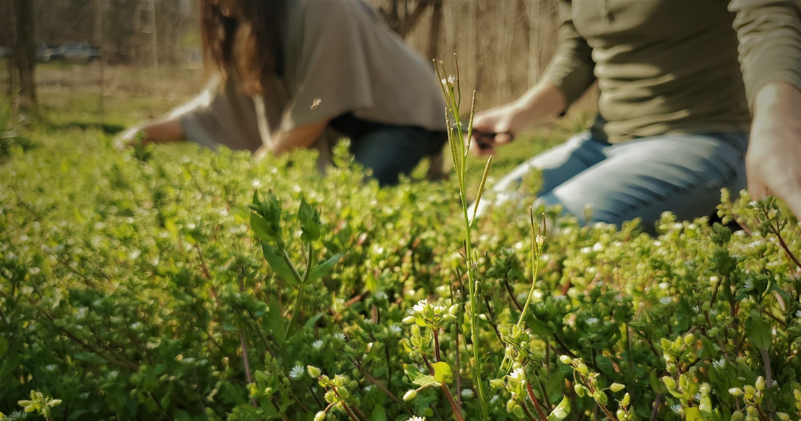 U-Pick Apothecary: Herbal Adventure in Ellijay, Georgia