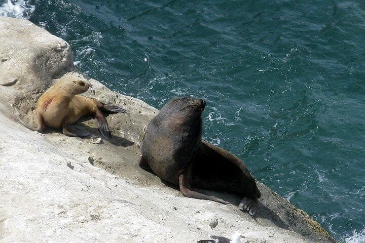 Sea Lions Reserve Tour at Peninsula Valdes with Buenos Aires Tours