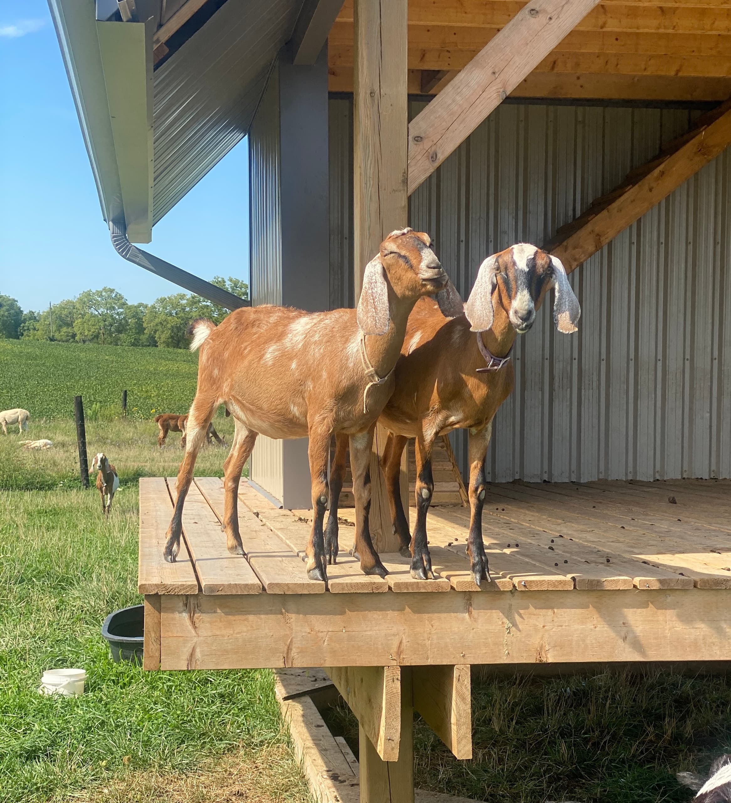 Discover Goat Keeping in Alvinston: A Beginner’s Hands-On Farming Experience