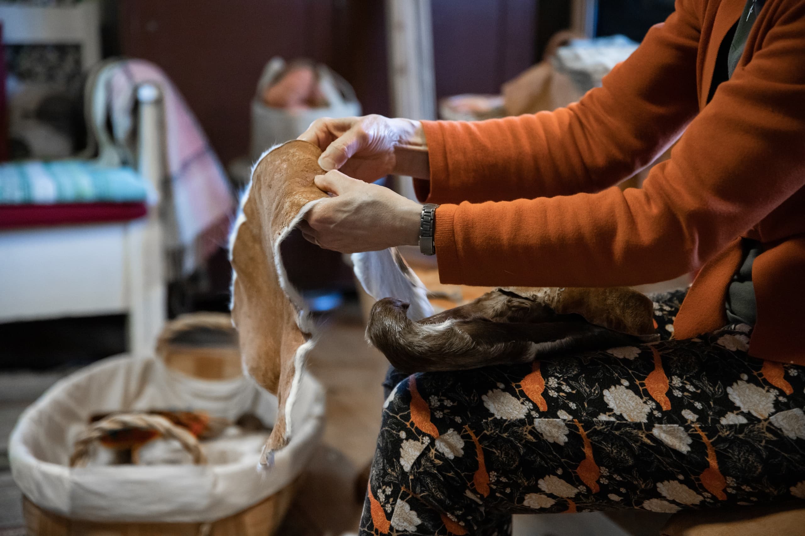 Cultural Land Adventure at Wilderness Hotel - Inari