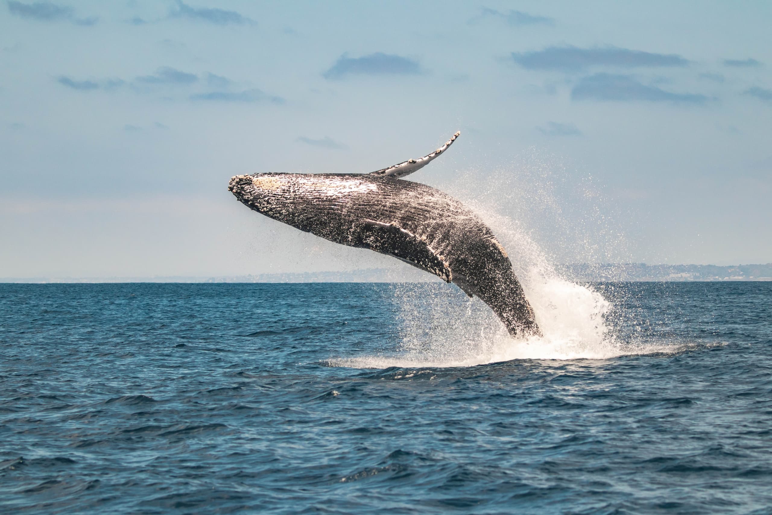 Humpback whale breaching with spray over open ocean