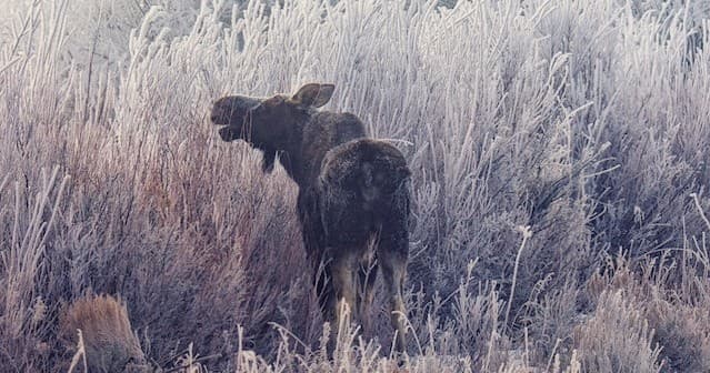 Winter Wildlife & Landscape Photography Tour — Jackson Hole & Grand Teton