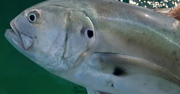 Offshore Fishing with Teal Water Charter near Sarasota