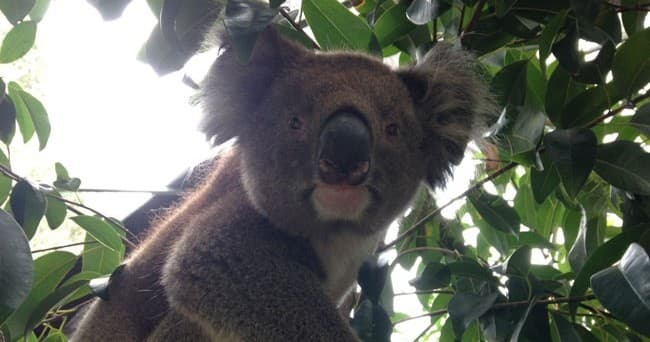 Koala perched in eucalyptus tree in natural bushland setting