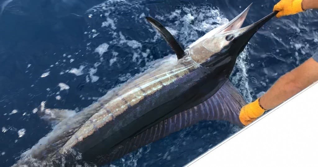 Angler releasing or landing billfish on Dana Point offshore trip