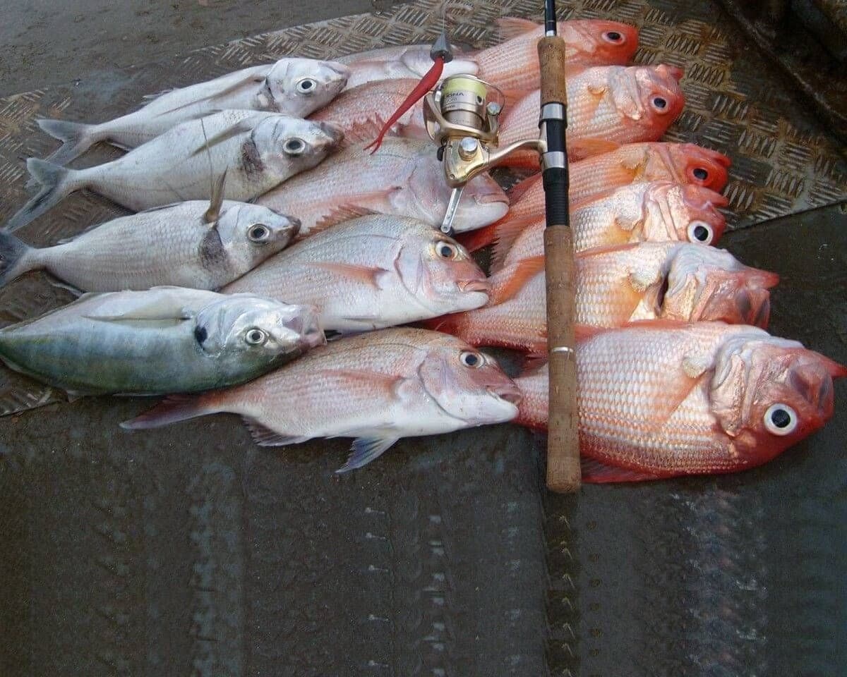 Full-Day Reef Fishing from Tauranga aboard MV Manutere
