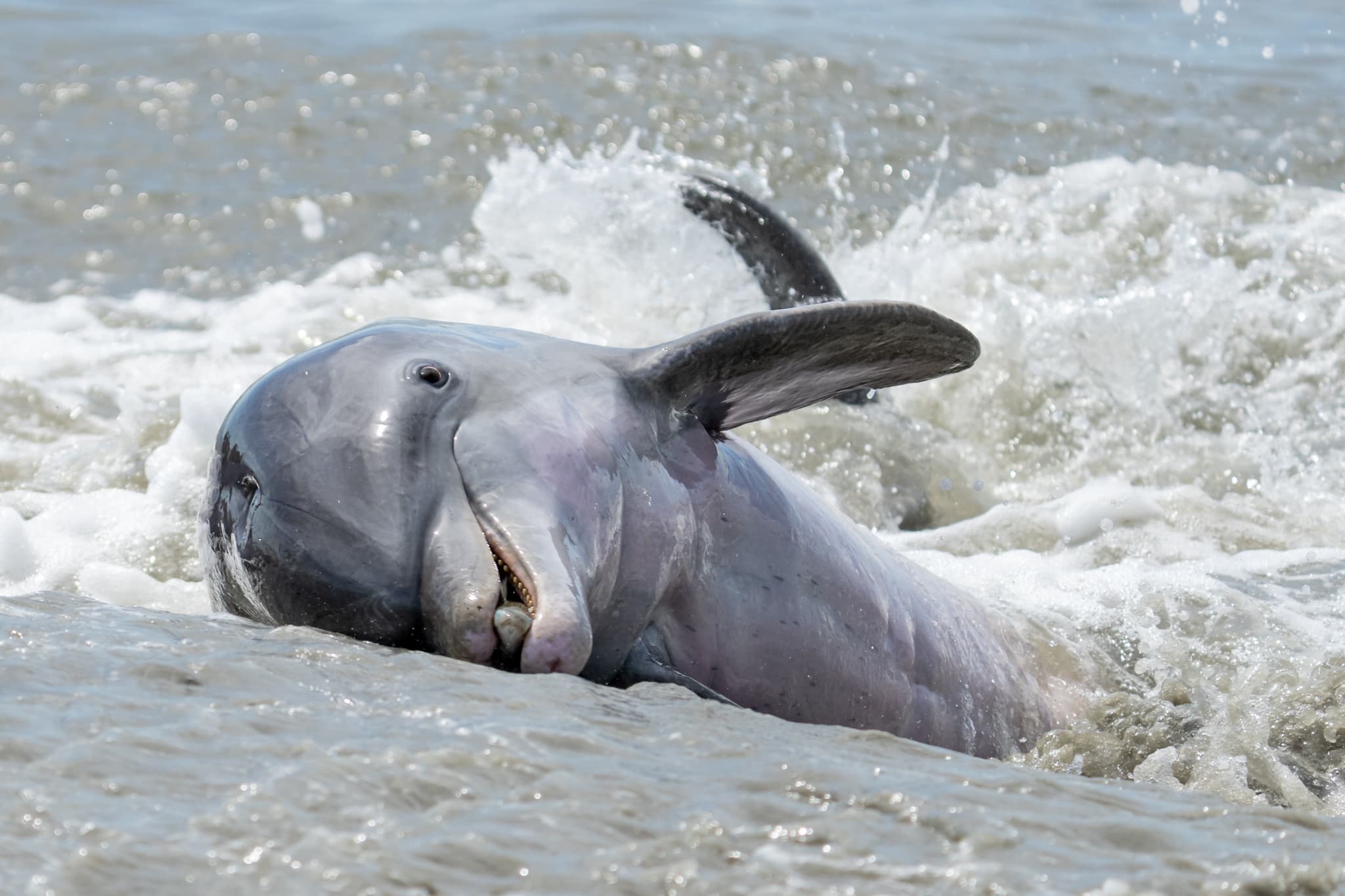 Wildlife & Watercraft: Dolphin Discoveries Hilton Head
