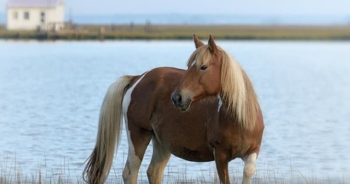 Front-Row to the Chincoteague Pony Swim: VIP Boat Experience on July 29