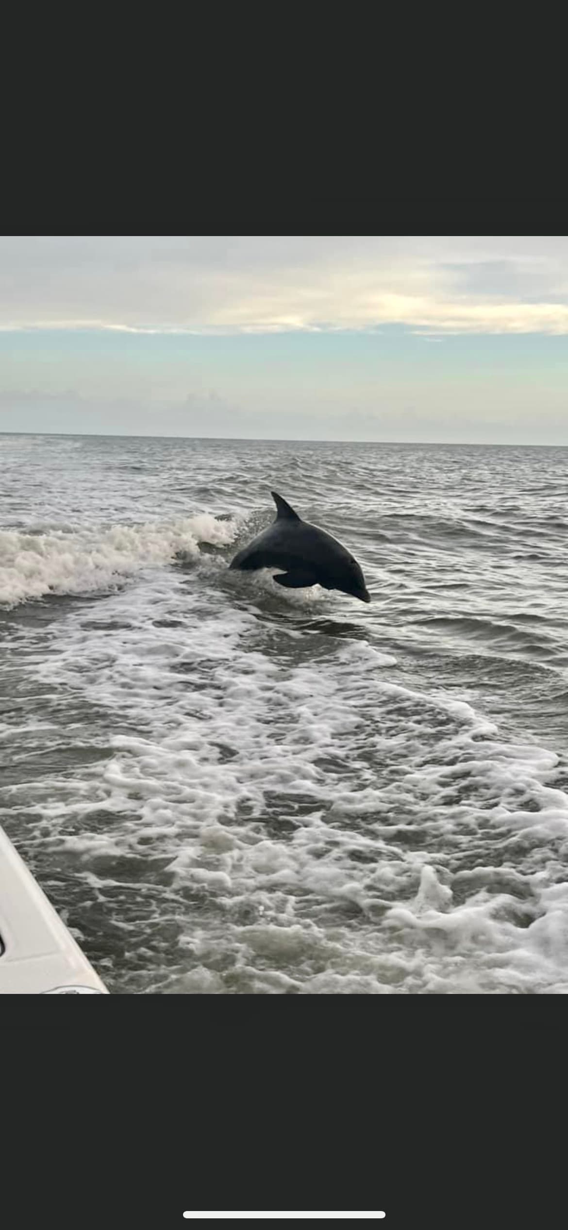 Private Dolphin Eco Tour by 4thStoryCharters in Marco Island