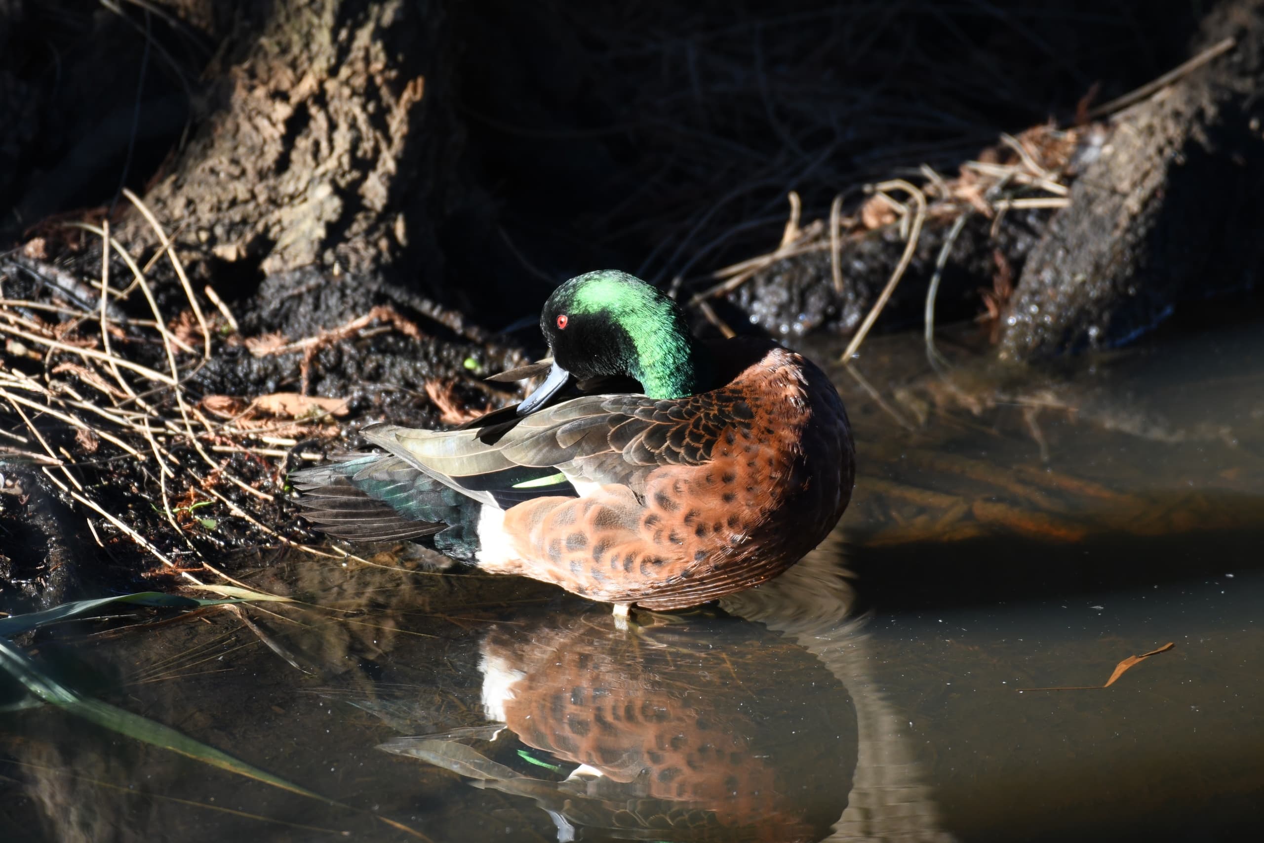 Land Adventures with Aussie Bird Tours in Central Coast