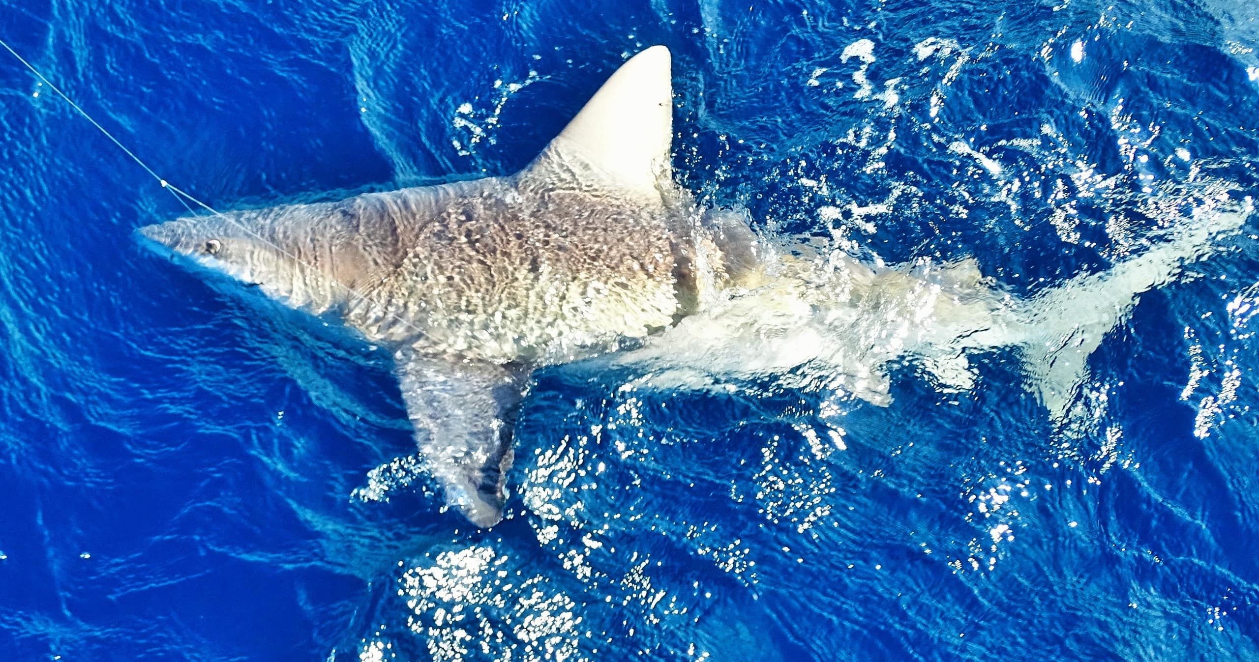 5 Hour Trophy Shark Trip