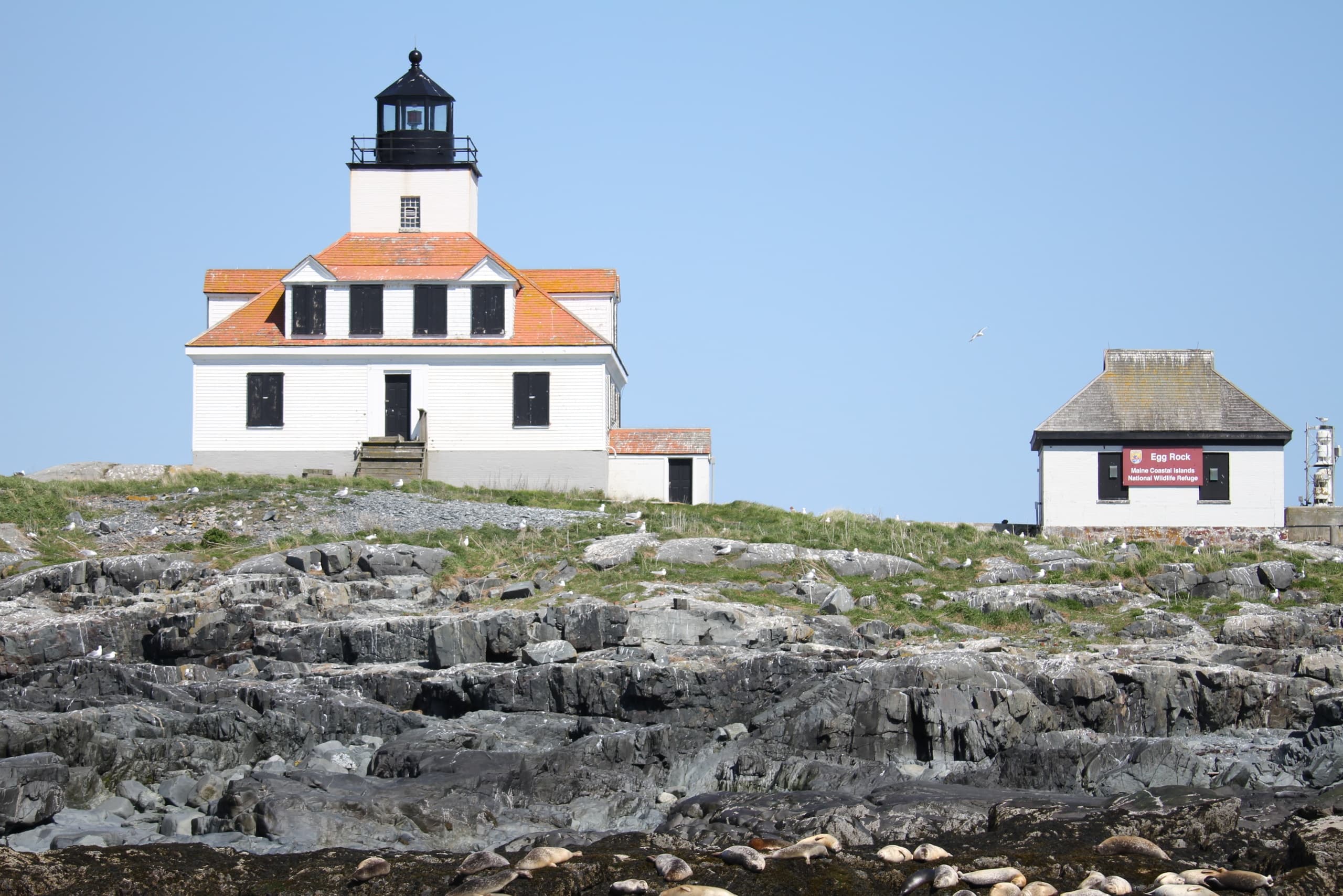 Lighthouse & Wildlife Cruise in Bar Harbor, Maine