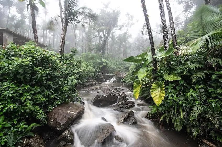 Explore El Yunque: Half Day Rainforest Tour in Carolina